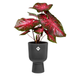 vibes fold coupe 30cm antraciet